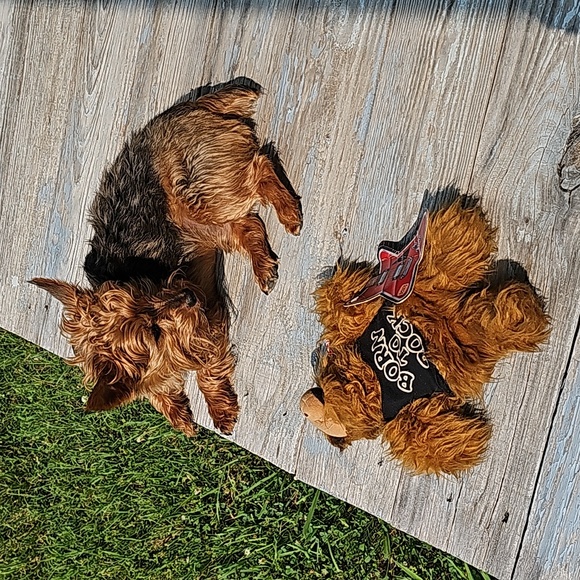 VTG 1988 ALF - Picture 12 of 13